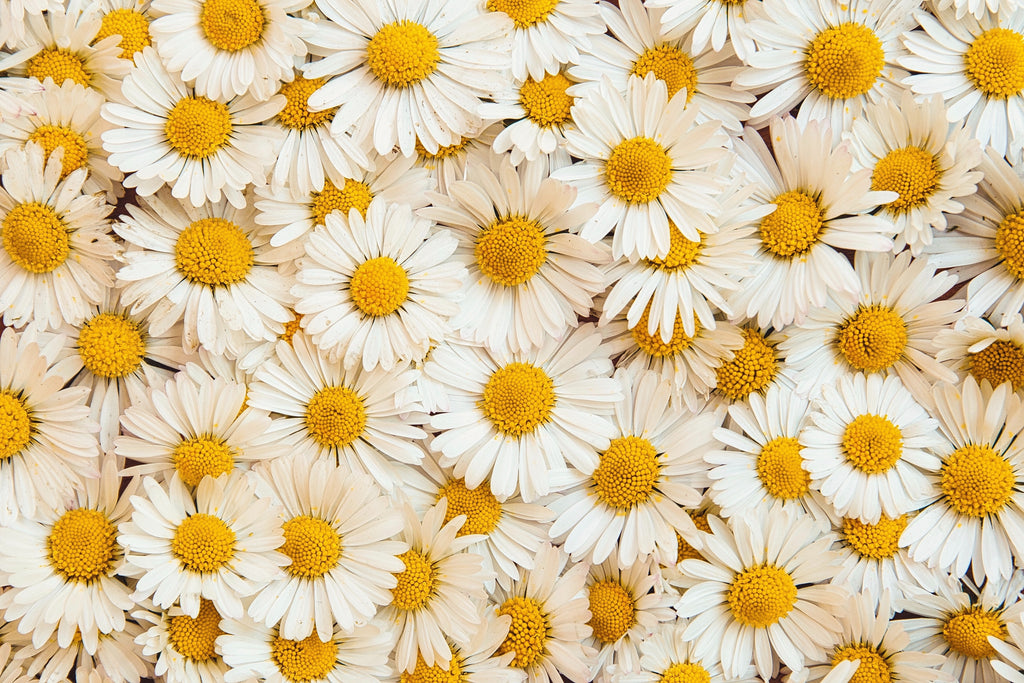 daisies-photo-pattern-spring